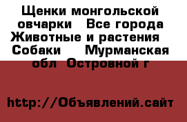 Щенки монгольской овчарки - Все города Животные и растения » Собаки   . Мурманская обл.,Островной г.